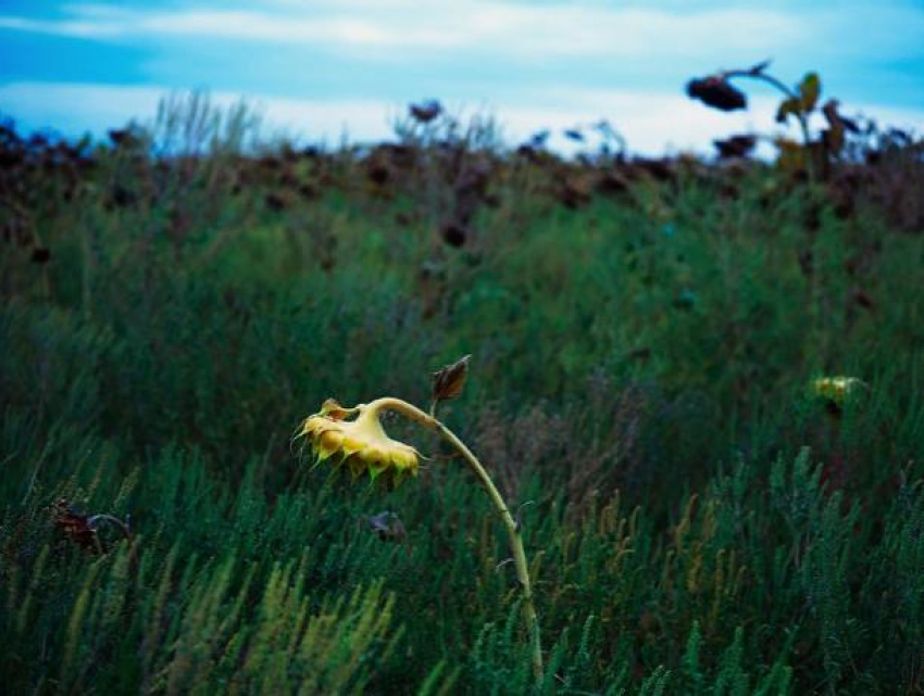 Волжан-аллергиков предупреждают об амброзии