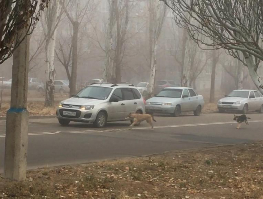 Стая собак преследовала машины на дорогах Волжского