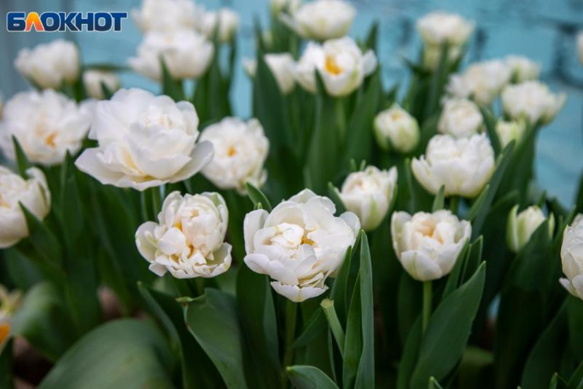 В Волжском из-за ажиотажа продлили работу популярной выставки первоцветов