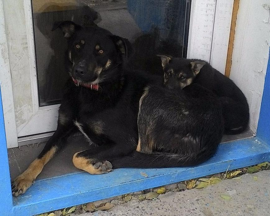 В Волжском ищут пристанище для собаки с щенком, брошенными работниками базы
