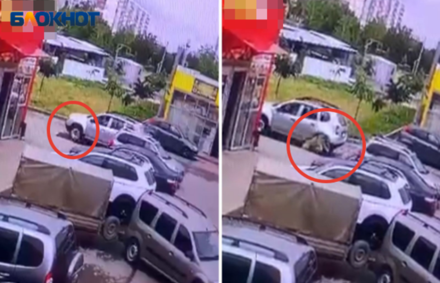 Задавившего собаку водителя разыскивают правоохранители в Волжском