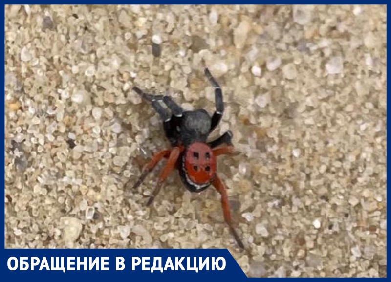 Ядовитые пауки в центре Волжского: на видео могли попасть  смертельно-опасные особи