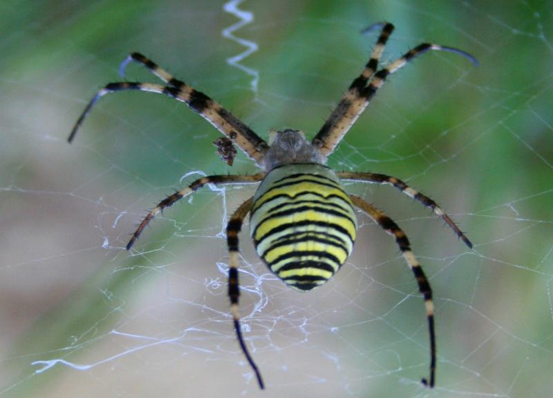 Яркий и опасный: паук-оса замечен в Волжском