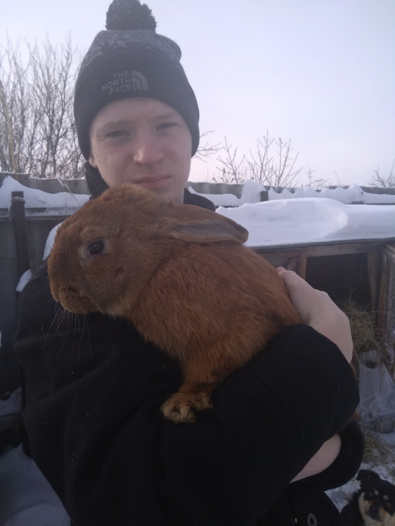 Полное свинство: волжская семья держит хавроний и выращивает великанов с  большими ушами